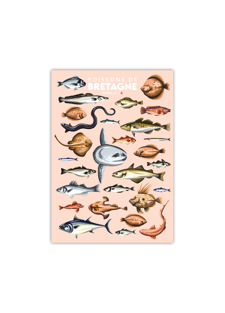 Carte postale des Poissons de Bretagne