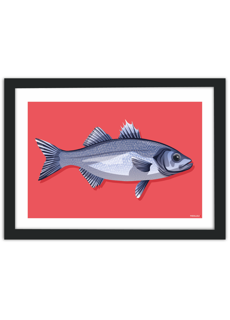 Affiche déco de poisson "Le Bar" pour pêcheur avec un cadre noir