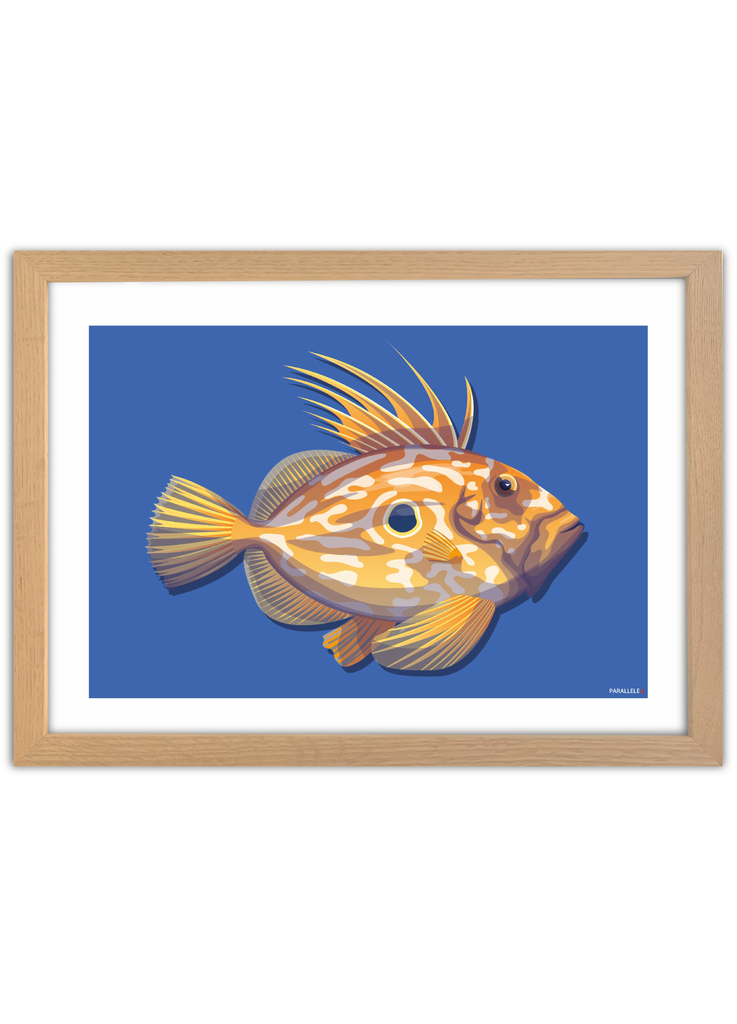 Affiche de Poisson breton Le Saint-Pierre avec un cadre en chêne