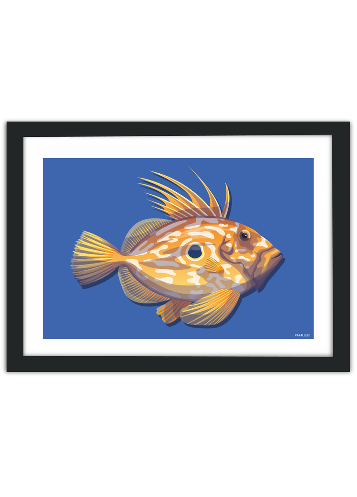 Affiche de Poisson breton Le Saint-Pierre avec un cadre noir