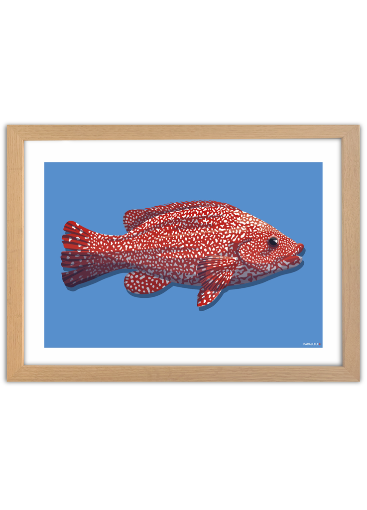 Affiche déco Poisson "La Vieille" rouge et bleu avec un cadre en chêne