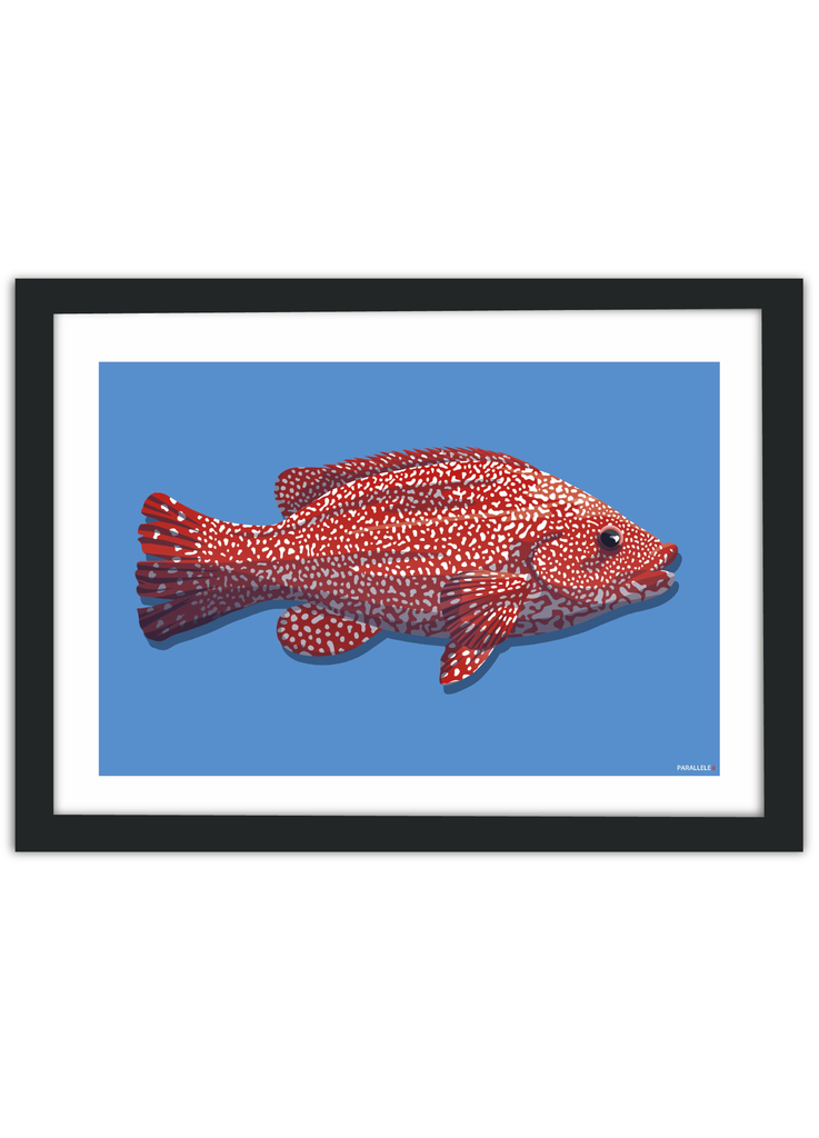 Affiche déco Poisson "La Vieille" rouge et bleu avec un cadre noir