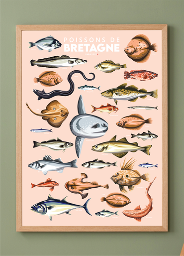 Affiche illustrée pédagogique des poissons de Bretagne