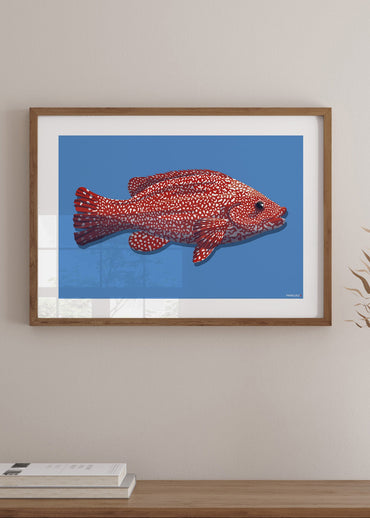 Affiche déco Poisson "La Vieille" rouge et bleu