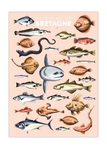 Affiche illustrée pédagogique des poissons de Bretagne