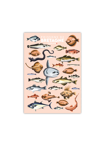 Carte postale des Poissons de Bretagne