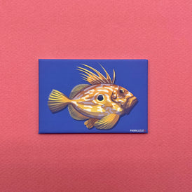 Magnet finition mat représentant une illustration du poisson le Saint-Pierre. Produit made in France de la marque bretonne Parallèle 48 basée à Brest. Idée déco pour la cuisine. 