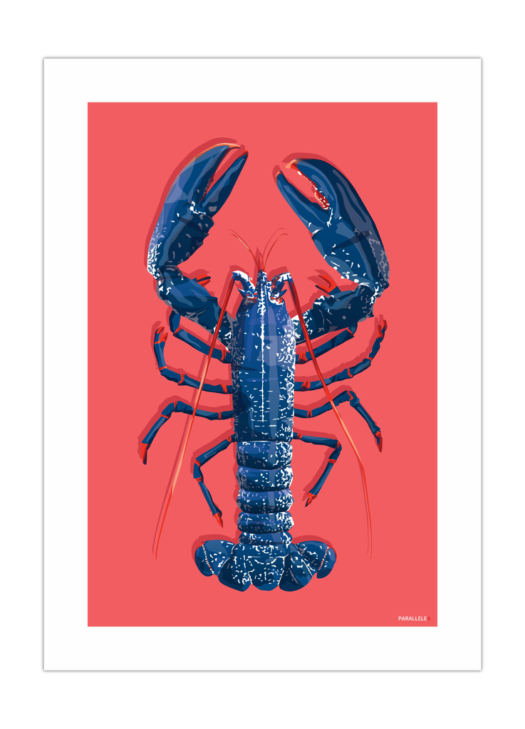 Affiche d'un homard bleu breton sur fond rose