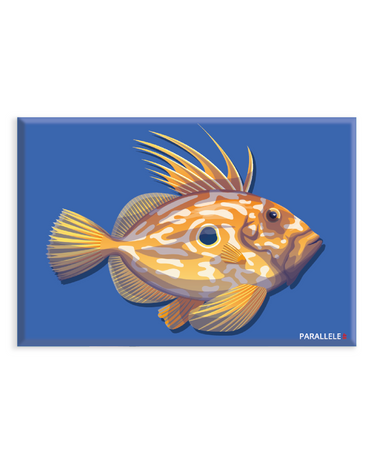 Magnet de poisson le Saint-Pierre